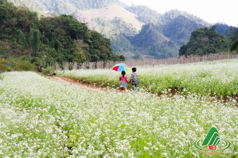 Sơn La chào đón du khách với vẻ đẹp hùng vĩ và khí hậu trong lành sau hành trình dài