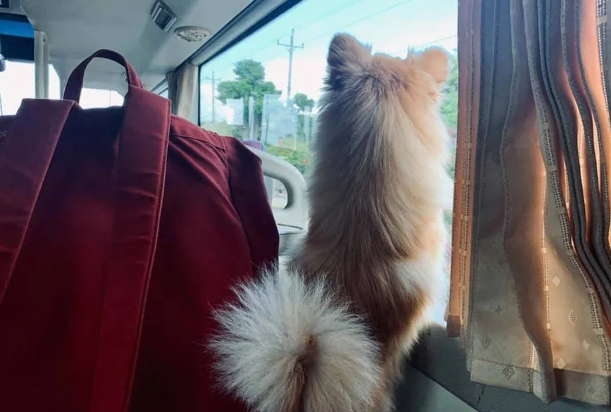 Việc gửi thú cưng qua nhà xe tại Biên Hòa đòi hỏi sự chuẩn bị kỹ lưỡng để đảm bảo an toàn tối đa